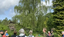 trævandring